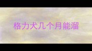 格力犬几个月能溜