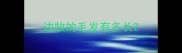 边牧的毛发有多长