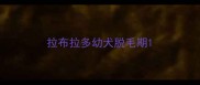 拉布拉多幼犬脱毛期