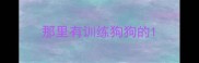 那里有训练狗狗的