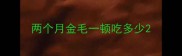 两个月金毛一顿吃多少
