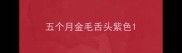 五个月金毛舌头紫色