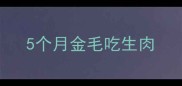 5个月金毛吃生肉