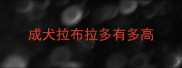 成犬拉布拉多有多高