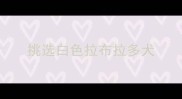 挑选白色拉布拉多犬