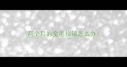 两个月的金毛拉稀怎么办