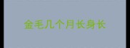 金毛几个月长身长