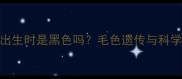 泰迪幼犬出生时是黑色吗毛色遗传与科学养护指南