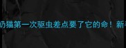 救命两个月大的奶猫第一次驱虫差点要了它的命新手养猫必看全攻略