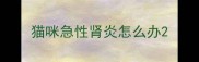 猫咪急性肾炎怎么办