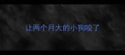 让两个月大的小狗咬了