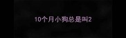 10个月小狗总是叫