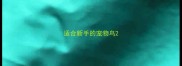 适合新手的宠物鸟