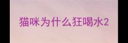 猫咪为什么狂喝水