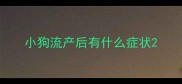 小狗流产后有什么症状