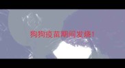 狗狗疫苗期间发烧
