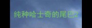 纯种哈士奇的尾巴