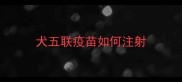 犬五联疫苗如何注射