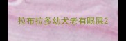 拉布拉多幼犬老有眼屎