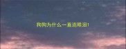 狗狗为什么一直流眼泪
