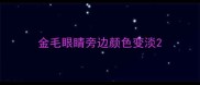 金毛眼睛旁边颜色变淡