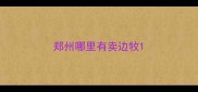 郑州哪里有卖边牧