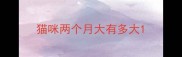 猫咪两个月大有多大