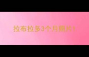 拉布拉多3个月照片