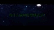 为什么猫咪的眼睛流泪