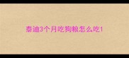 泰迪3个月吃狗粮怎么吃