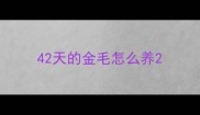 42天的金毛怎么养
