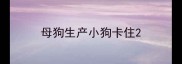 母狗生产小狗卡住