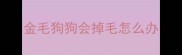 金毛狗狗会掉毛怎么办