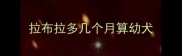 拉布拉多几个月算幼犬