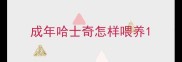 成年哈士奇怎样喂养