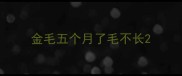 金毛五个月了毛不长