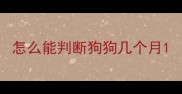 怎么能判断狗狗几个月