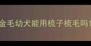 金毛幼犬能用梳子梳毛吗