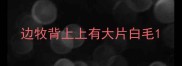 边牧背上上有大片白毛