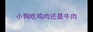 小狗吃鸡肉还是牛肉