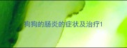 狗狗的肠炎的症状及治疗