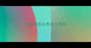 上班族适合养哈士奇吗