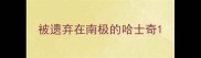 被遗弃在南极的哈士奇