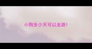 小狗多少天可以走路