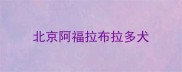 北京阿福拉布拉多犬