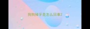 狗狗掉牙是怎么回事