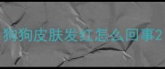 狗狗皮肤发红怎么回事