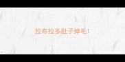 拉布拉多肚子掉毛