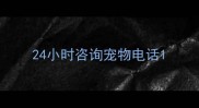 24小时咨询宠物电话