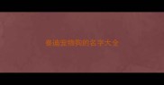 泰迪宠物狗的名字大全